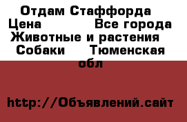 Отдам Стаффорда › Цена ­ 2 000 - Все города Животные и растения » Собаки   . Тюменская обл.